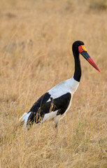 Jabiru d'Afrique, Ephippiorhynchus segalensis, Saddle billed Stork, Afrique