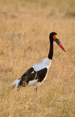 Jabiru d'Afrique, Ephippiorhynchus segalensis, Saddle billed Stork, Afrique