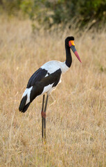 Jabiru d'Afrique, Ephippiorhynchus segalensis, Saddle billed Stork, Afrique
