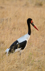 Jabiru d'Afrique, Ephippiorhynchus segalensis, Saddle billed Stork, Afrique