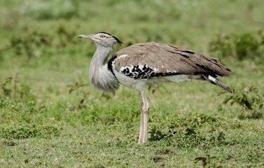 Outarde kori, Ardeotis kori, Kori Bustard,  Afrique