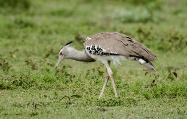 Outarde kori, Ardeotis kori, Kori Bustard,  Afrique