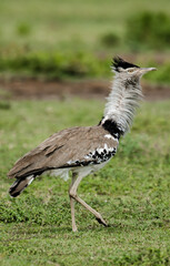 Outarde kori, parades, Ardeotis kori, Kori Bustard,  Afrique
