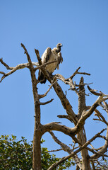 Vautour africain, vautour à dos blanc, Gyps africanus, White backed Vulture, Afrique