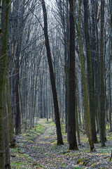 Dense forest path winding through tall, bare trees in early spring with soft sunlight filtering through branches