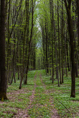 Lush green forest path lined with tall trees and blooming flowers during springtime