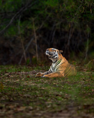 wild bengal tiger or panthera tigris at bandhavgarh National Park Forest Reserve madhya predesh India. side face of adult male eyes looking up in sky in isolated black background winter season safari