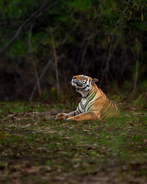 wild bengal tiger or panthera tigris at bandhavgarh National Park Forest Reserve madhya predesh India. side face of adult male eyes looking up in sky in isolated black background winter season safari