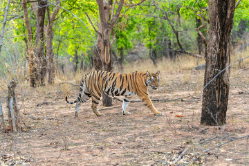 wild female bengal tiger or panthera tigris bandhavgarh national park forest reserve madhya pradesh india. tigress side profile walking territory marking strolling in evening wildlife safari in winter