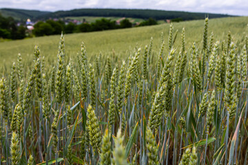 Green wheat field stretches toward the horizon under a cloudy sky in a rural area with distant hills