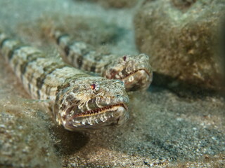 lizard fish underwater mating together
