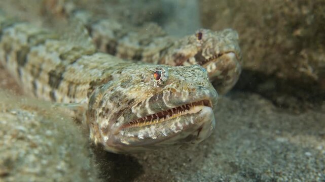 lizard fish underwater mating together