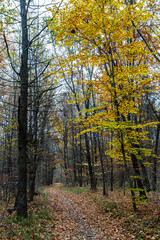 Autumn trail winding through a forest with vibrant yellow leaves against a cloudy sky