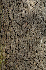 Detailed texture of a tree trunk showing patterns and grooves in natural lighting highlighting the roughness and complexity of the bark