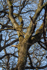 Detailed view of a large tree with intricate branches against a clear blue sky during early morning light