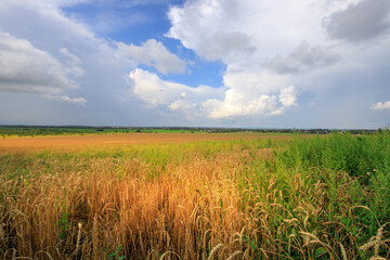 Field of dry grass with a cloudy sky in the background