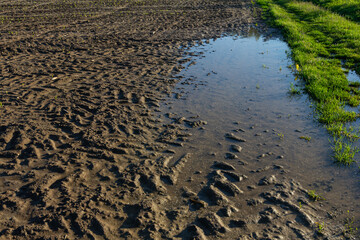 Farm field with muddy tire tracks and standing water beside fresh grass in sunlight