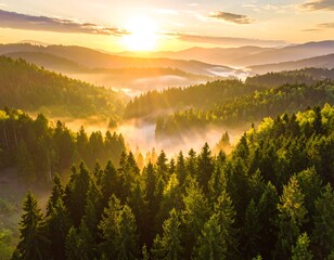 Sunrise over a misty forest with green trees and golden sunlight