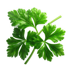 Lush green leaves of a fresh herb are showcased against a stark black background, the detailed image highlighting the delicate water droplets that sparkle, presenting a vibrant and refreshing natural.