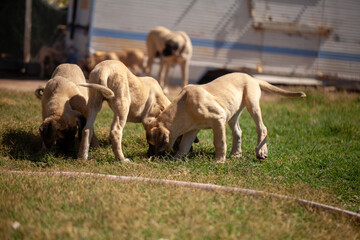 Aksaray Malaklı (Anatolian Mastiff) puppies playing and exploring on grass, showing early development and natural behavior of this traditional Turkish livestock guardian dog breed.
