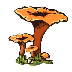 Illustration of a group of vibrant orange chanterelle mushrooms