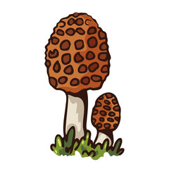Illustration of two morel mushrooms growing in grass against a white background