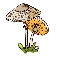 Illustration of two colorful mushrooms growing in the grass