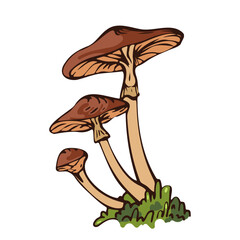 Illustration of brown mushrooms growing in a cluster