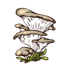 Oyster Mushroom Cluster Illustration For Fresh Food, Nature