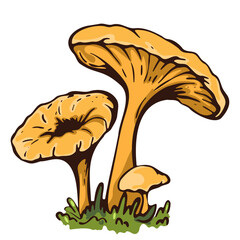 Bright Orange Chanterelle Mushrooms Growing On Green Grass In A Field Illustration

