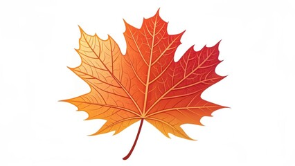 Fototapeta premium Single vibrant orange and red maple leaf on a white background.