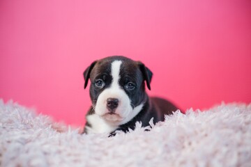 cute puppy on a pink background
