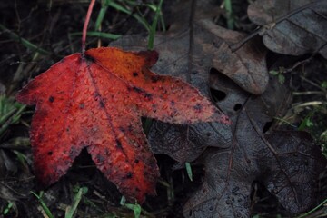 Autumn Leaf on the Ground, Red Orange Leaf, Dark Green Background