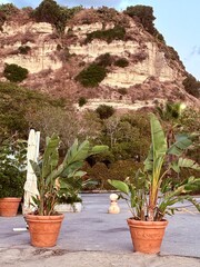 Banana plants  in a pot at Santa Domenica di Ricadi, Italy