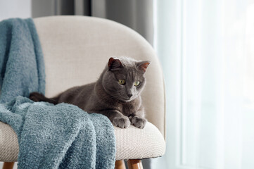 Fototapeta na wymiar A gray cat curls up on a chair draped in a blue blanket, resting peacefully. Its posture and surroundings suggest comfort and indoor calm.