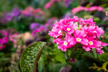 close-up view of pink flowers in a garden, with green leaves in the background.