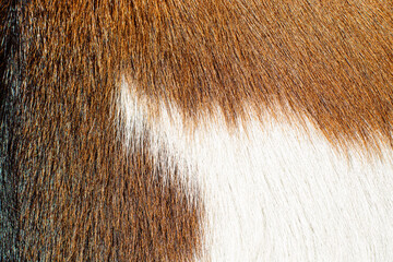 Tierfell / Ziegenfell