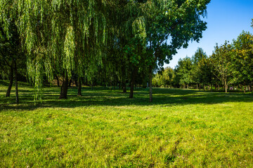 tranquil landscape with vibrant green trees and grass basking under a bright blue sky, creating a peaceful and inviting atmosphere.