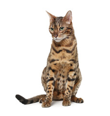 Bengal cat isolated on white. Beautiful pet