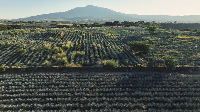 Aerial view of neatly cultivated agave fields stretch towards the imposing silhouette of a distant mountain, bathed in the soft glow of early light, Tequila, Jalisco, Mexico.