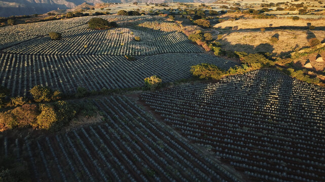 Aerial view of rows of agave plants stretching across the landscape, bathed in the warm glow of the setting sun, highlighting the textures of the fields, Tequila, Jalisco, Mexico.