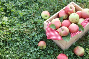 Fresh ripe apples in wooden crate on green grass outdoors. Space for text