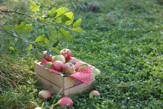 Fresh ripe apples in wooden crate on green grass outdoors. Space for text - Powered by Adobe