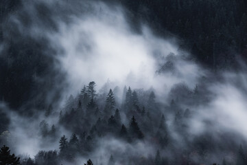 Dark and spooky pine forest with moving white fog. 