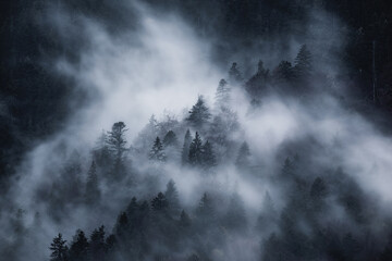 Dark and spooky pine forest with moving white fog. 