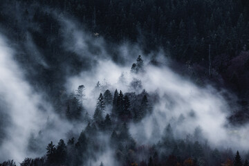 Dark and spooky pine forest with moving white fog. 