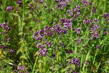 Oregano Plant with Purple Flowers in a Field close up