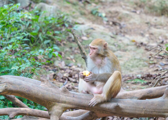 Wild monkeys in the mountains and forests