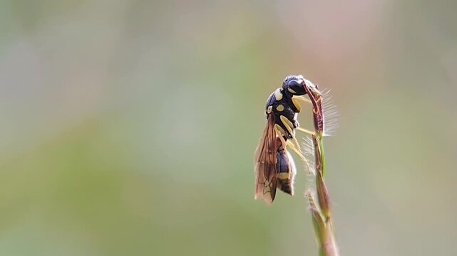 Species Portrait: Paper Wasp (Polistes spp.) Slumbering on Shoot Tip with Green Bokeh Background | Detailed Fauna Stock Video