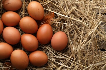 Raw chicken eggs, feathers and straw on table, flat lay